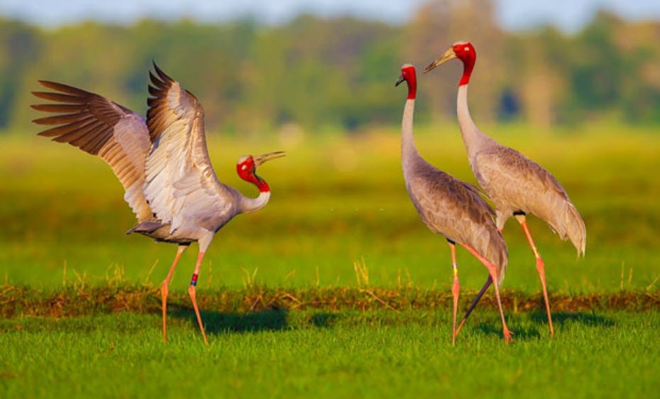 Thattekad Bird Sanctuary, Ernakulam, Kerala - Vushii.com Thattekad Bird Sanctuary, Ernakulam, Kerala - Vushii.com